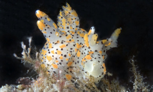 Stekfoto