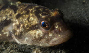 Stekfoto