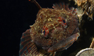 Stekfoto