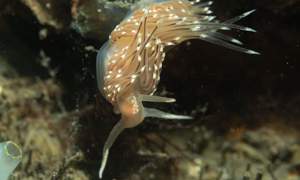 Stekfoto