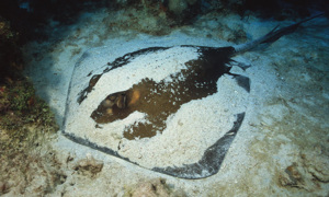 Stekfoto