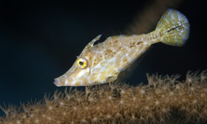 Stekfoto