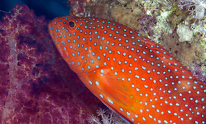 Stekfoto