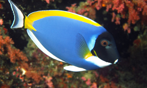 Stekfoto