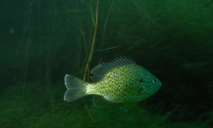 Stekfoto