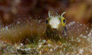 Stekfoto