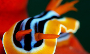 Stekfoto