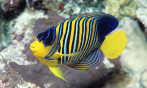 Stekfoto