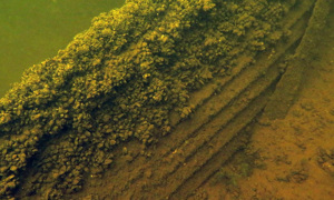 Stekfoto