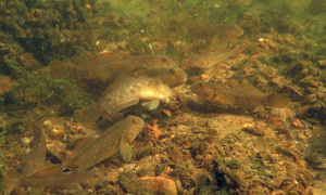 Stekfoto