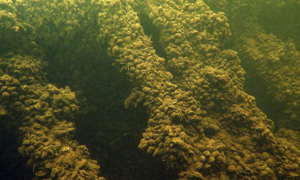 Stekfoto