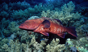 Stekfoto