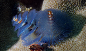 Stekfoto