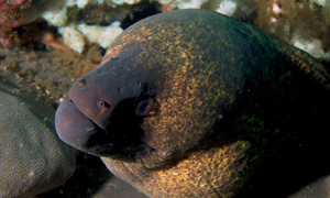 Stekfoto
