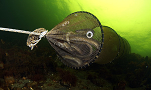 Stekfoto