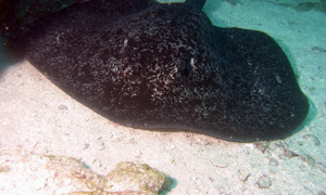 Stekfoto