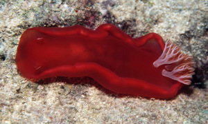 Stekfoto