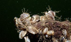 Stekfoto