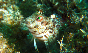 Stekfoto