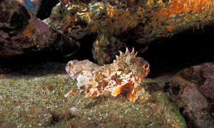 Stekfoto