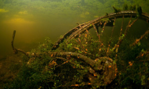 Stekfoto