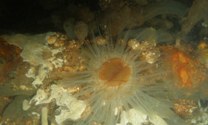 Stekfoto