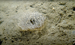 Stekfoto