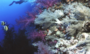 Stekfoto