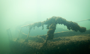 Stekfoto