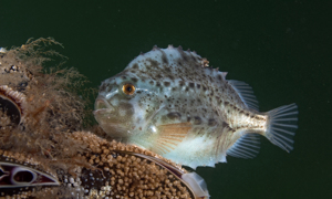 Stekfoto