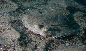 Stekfoto