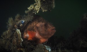 Stekfoto