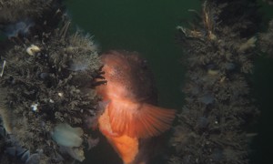 Stekfoto