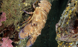Stekfoto