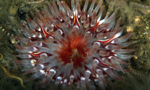 Stekfoto