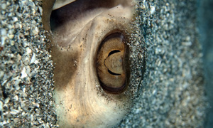 Stekfoto