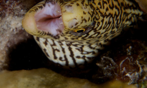 Stekfoto