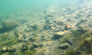 Stekfoto
