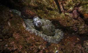 Stekfoto