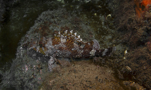 Stekfoto