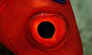 Stekfoto