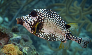 Stekfoto