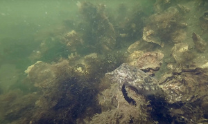 Stekfoto