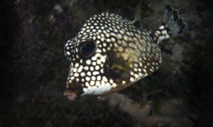 Stekfoto
