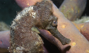 Stekfoto