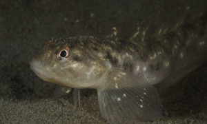 Stekfoto