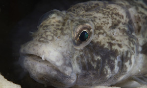 Stekfoto