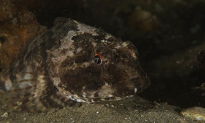 Stekfoto