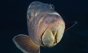 Stekfoto