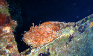 Stekfoto
